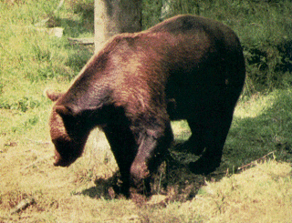 Orso Marsicano